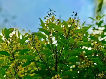 Close-up of flowering plants and leaves on plant