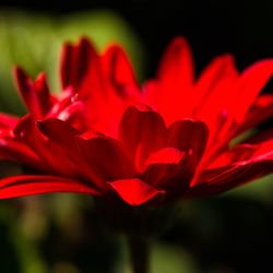 Close-up of red flower blooming outdoors