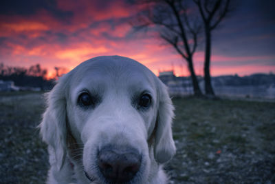 Close-up portrait of dog on field during sunset