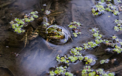 High angle view of frog on plant