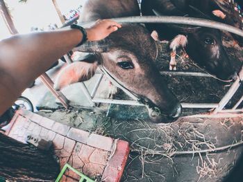 High angle view of cow