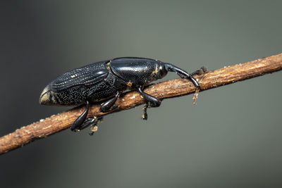 Image of banana root borer cosmopolites on the branches on a natural background. insect. animal.