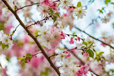 Close-up of pink cherry blossoms in spring