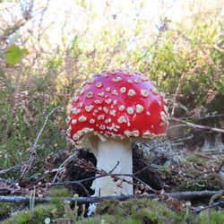 Close-up of fly agaric mushroom on field