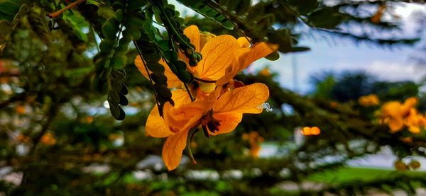 Close-up of yellow flowering plant leaves