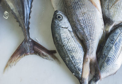 High angle view of fish for sale in market