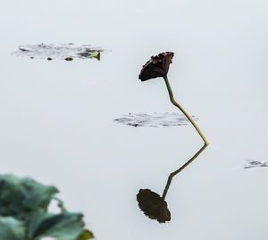 Close-up of grasshopper on flower