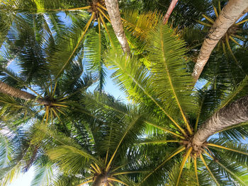Low angle view of palm tree