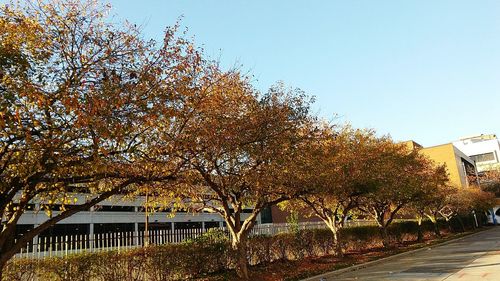 Trees against clear sky