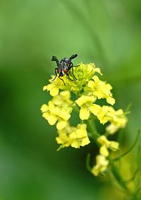 Close-up of insect on yellow flower