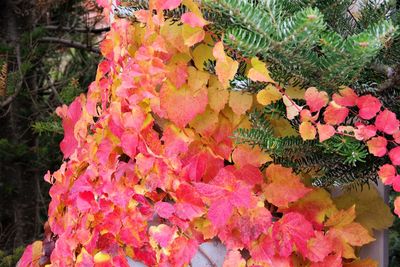 Close-up of multi colored tree