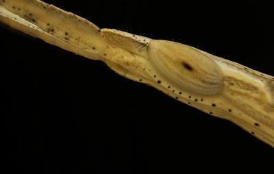 Close-up of insect on black background