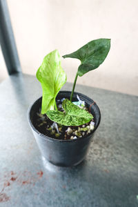 Close-up of potted plant on table