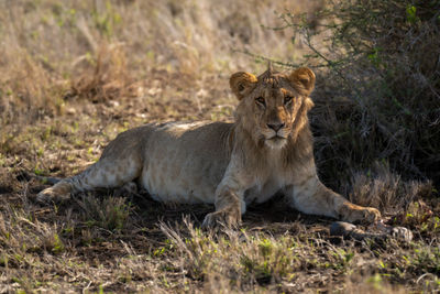 Young male lion lies near zebra hoof