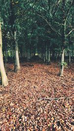 Dry leaves on tree in forest during autumn