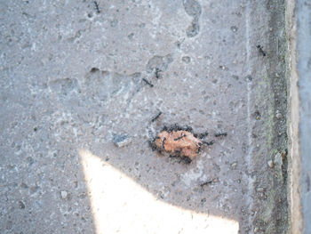 High angle view of a lizard on wall