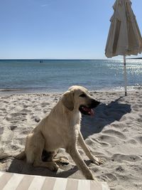 Dog on beach