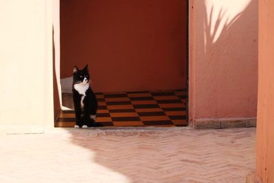 Cat sitting on door at home
