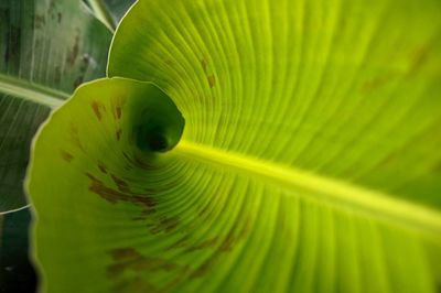 Close-up of green leaves