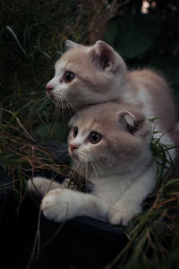 Close-up of a cat