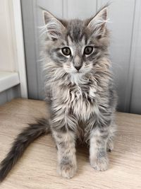 pet