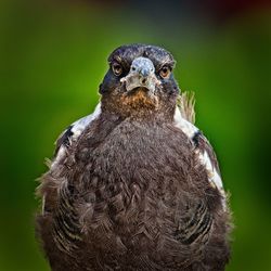 Close-up portrait of owl