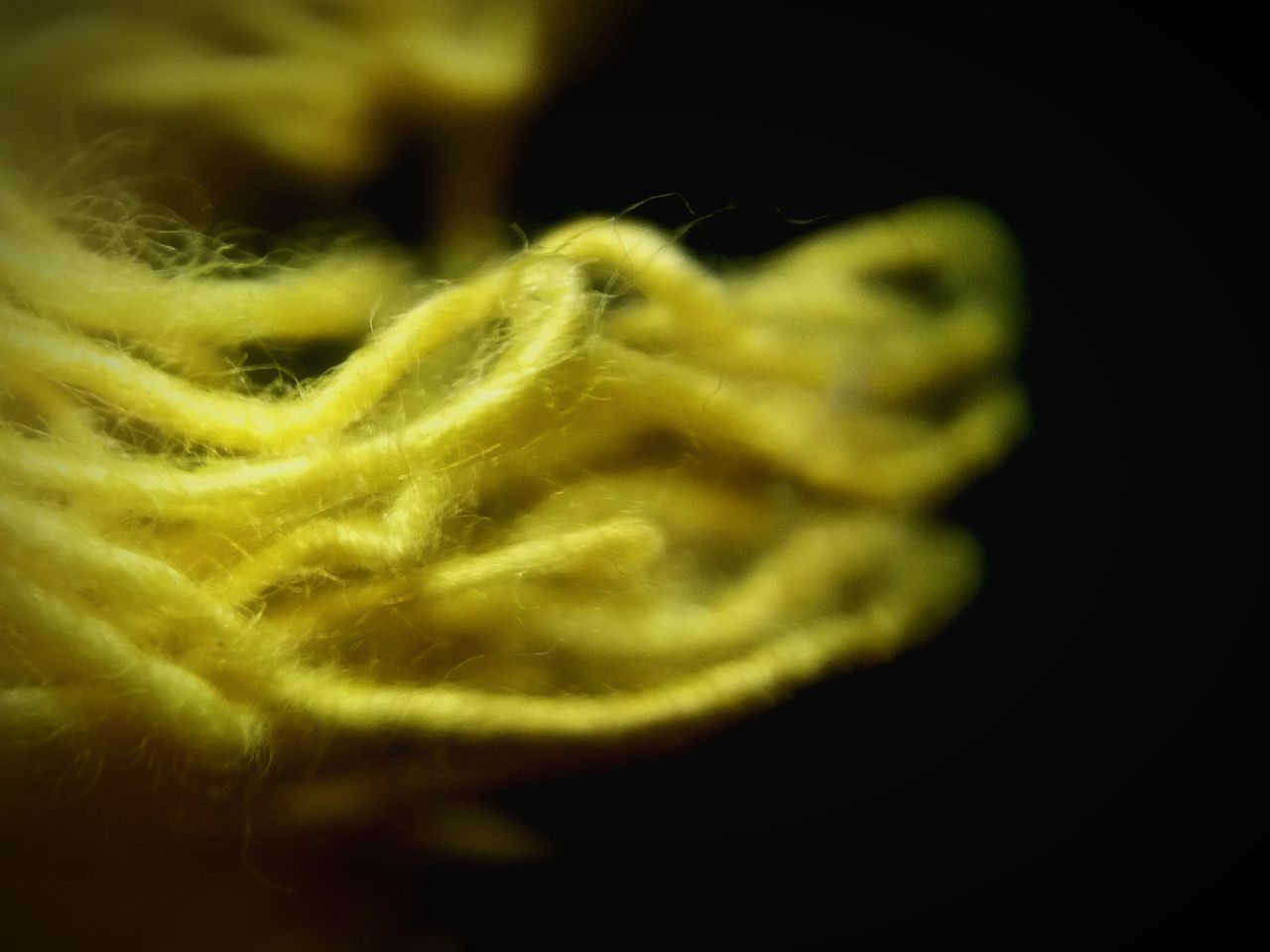 close-up, yellow, selective focus, extreme close-up, flower, nature, black background, freshness, beauty in nature, flower head, fragility, single flower, vibrant color, softness, blossom, zoology, soft focus, in bloom