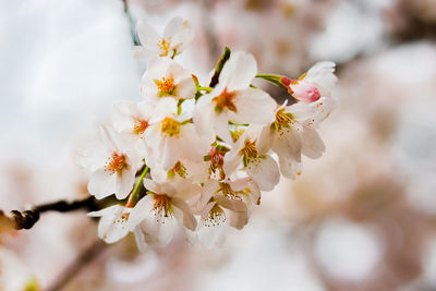 Beautiful sakura in tokyo park