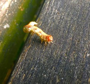 High angle view of insect on wood