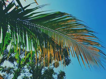 Low angle view of palm trees against clear blue sky