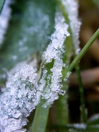 Close-up of snow on leaf