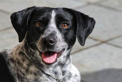 Close-up portrait of black dog