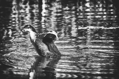 View of duck swimming in lake