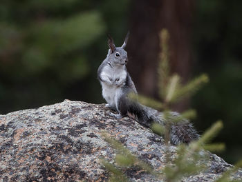 Close-up of squirrel