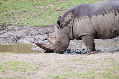 Elephant drinking water on a field