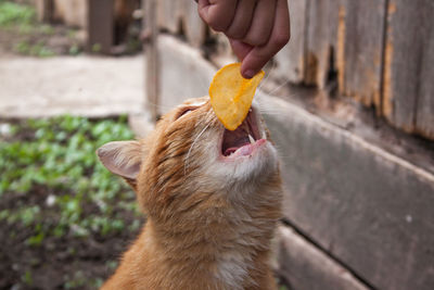 Close-up of hand holding eating food