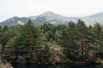 Pine trees in forest against sky