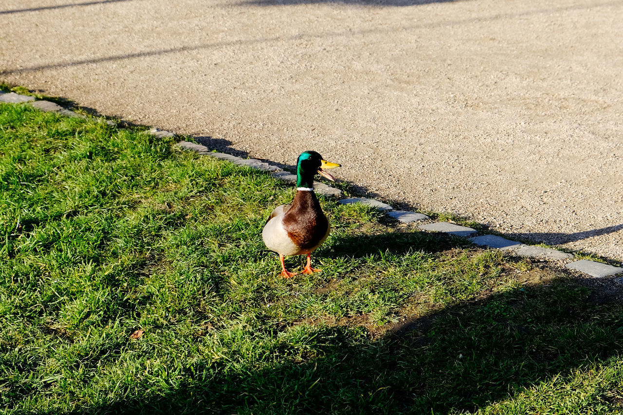 HIGH ANGLE VIEW OF A MALLARD DUCK ON FIELD