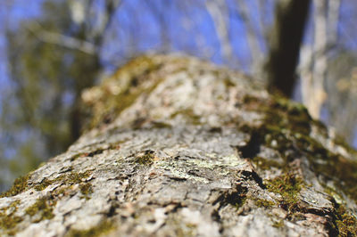 Close-up of lichen on tree trunk