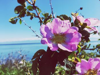 Close-up of pink flowers blooming on tree against sky