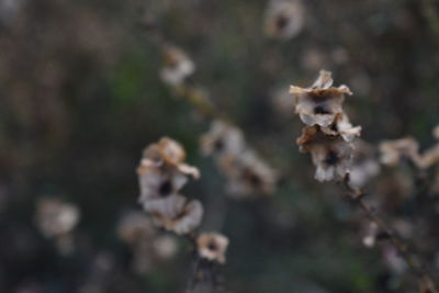 Close-up of a plant