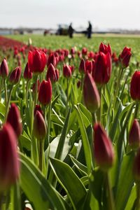 Close-up of red tulip flowers on field