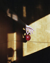 High angle view of hand holding fruit