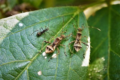 Close-up of ant on leaves