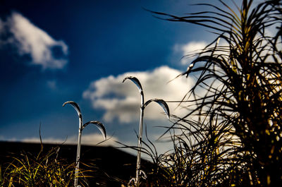 Close-up of plants against sky