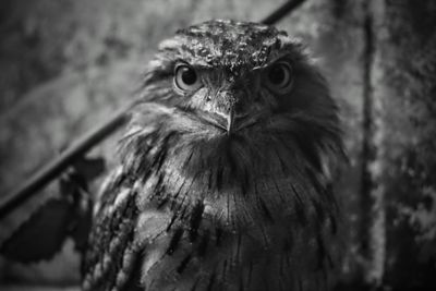 Close-up of a bird