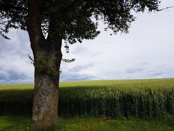 Scenic view of agricultural field against sky