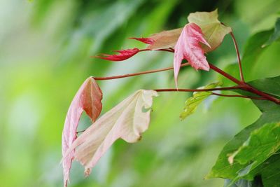 Close-up of pink flowering plant during autumn