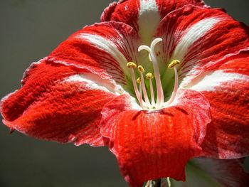 Close-up of red flower