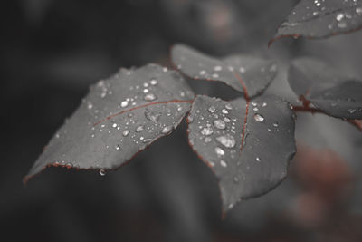 Close-up of wet plant leaves during rainy season